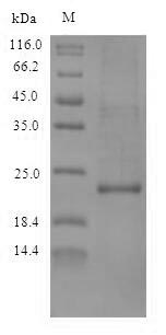 SDS-PAGE