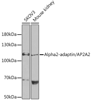 Валидация Elabscience E-AB-66039