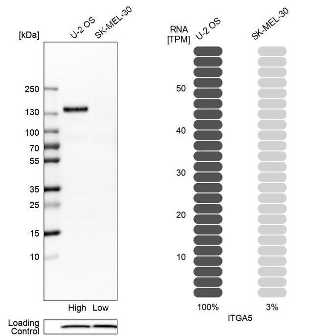 Валидация AssayVector ARM2703(5156)