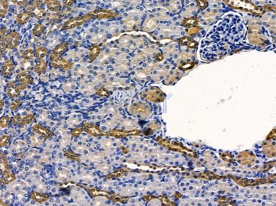 Валидация Affinity DF5007 - 16875