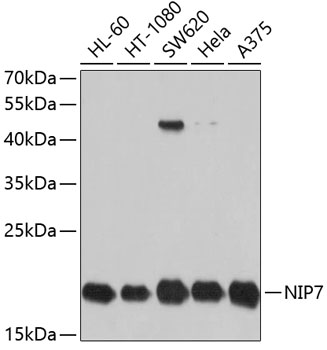 Валидация Elabscience E-AB-63802