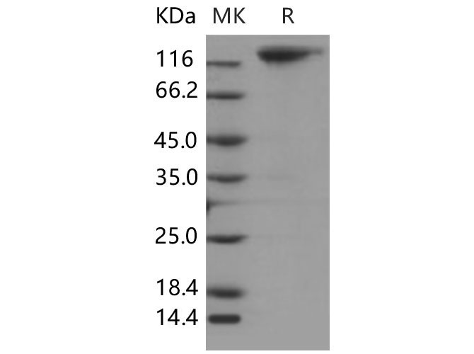 Валидация Elabscience PKSM040640(4625)