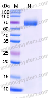 AHE40102, SDS-PAGE