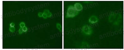 Валидация IF - AntibodySystem RHG08904