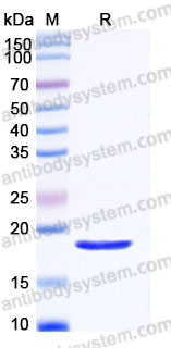 AMC38202, SDS-PAGE