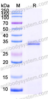 EHD53701, SDS-PAGE