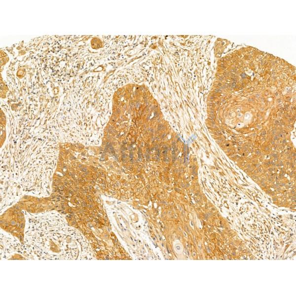 Валидация Affinity AF5337 - 2921