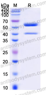 EHE70301, SDS-PAGE