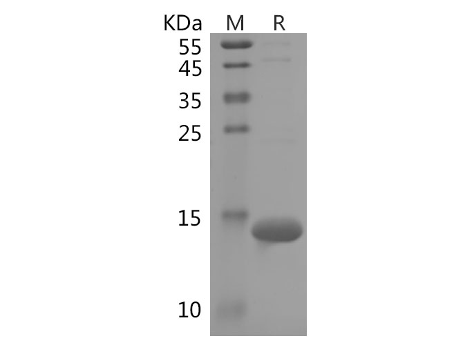 Валидация Elabscience PDEH100757(201)