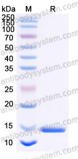 AME29401, SDS-PAGE