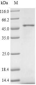 SDS-PAGE