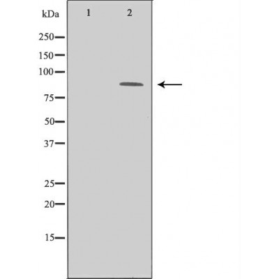 Валидация Affinity DF6792 - 18362