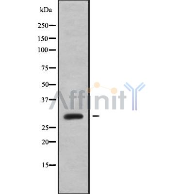 Валидация Affinity DF9059 - 21319