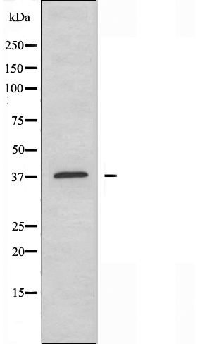 Валидация Affinity DF3115 - 13882