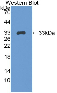 55583