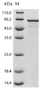 SDS-PAGE