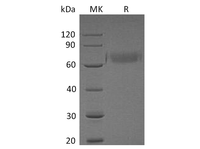 Валидация Elabscience PKSH032553(3007)