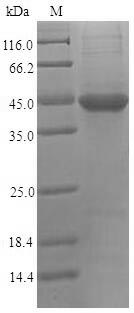SDS-PAGE