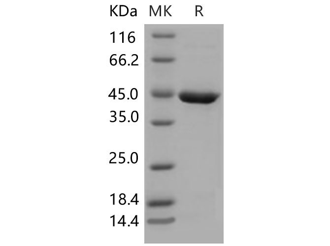 Валидация Elabscience PKSM040577(4564)