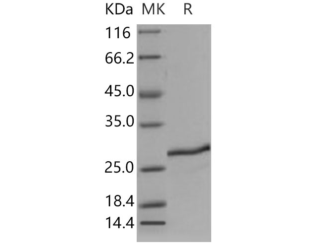 Валидация Elabscience PKSM040783(4750)