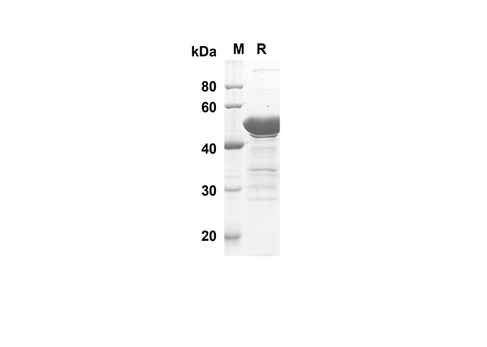 Валидация Elabscience PDEH100501(20)