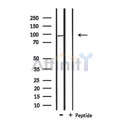 Валидация Affinity DF8663 - 20631