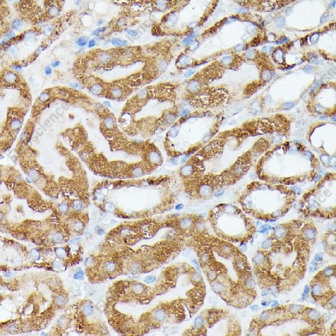Иммуногистохимия, NUBP1, ткань почки мыши