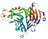 Semaphorin 3B (SEMA3B) Semaphorin 3B (SEMA3B)