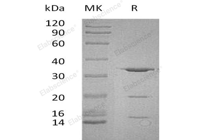 Валидация Elabscience PKSH032889(3292)