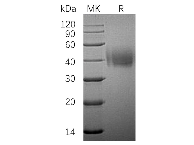 Валидация Elabscience PKSH033355(3686)