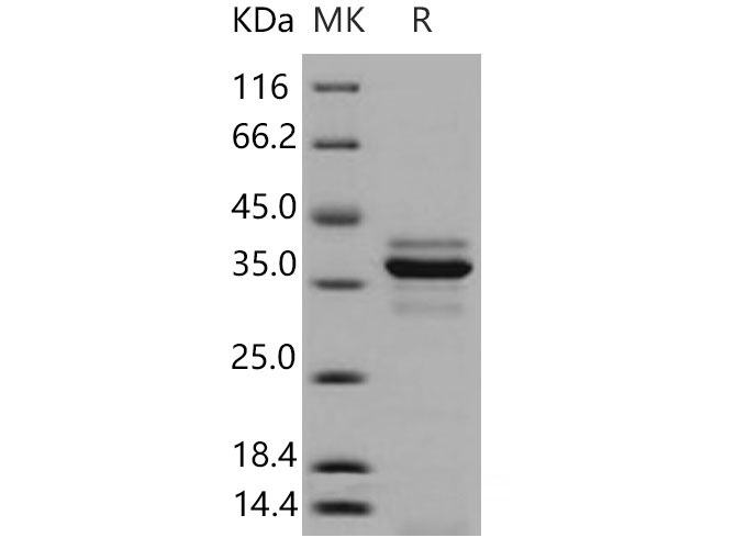 Валидация Elabscience PKSM040915(4861)