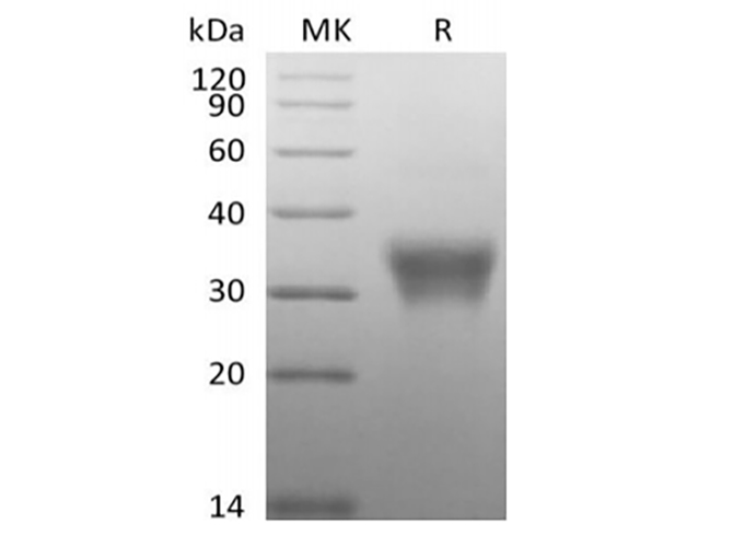 Валидация Elabscience PKSH034004(4235)