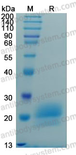 Валидация AntibodySystem AHJ23501