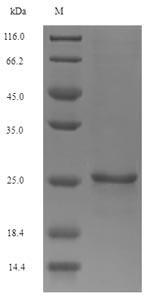 SDS-PAGE