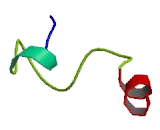 Anion Exchange Protein 1 (AE1)