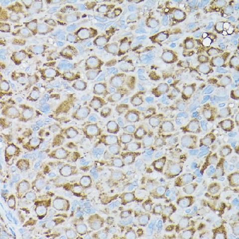 Валидация Elabscience E-AB-92010