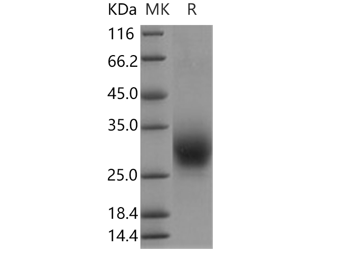 Валидация Elabscience PKSH030567(1471)
