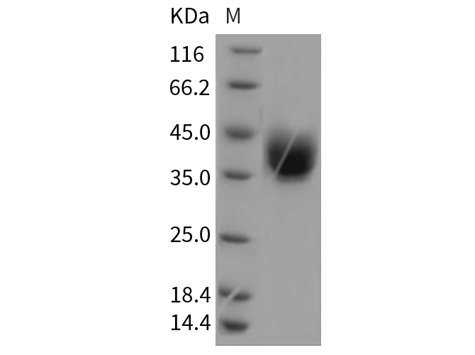 Валидация Elabscience PKSR030190(5553)