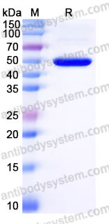EHB96301, SDS-PAGE