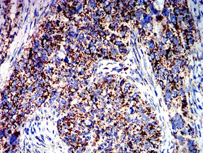 Валидация AntibodySystem RHK05501