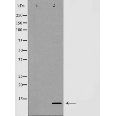 Валидация Affinity DF7269 - 18933