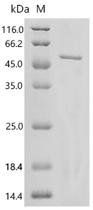 SDS-PAGE