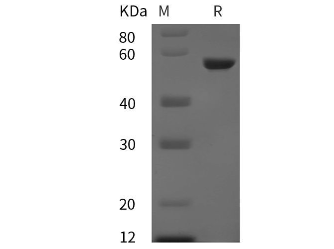 Валидация Elabscience PDEH100921(346)