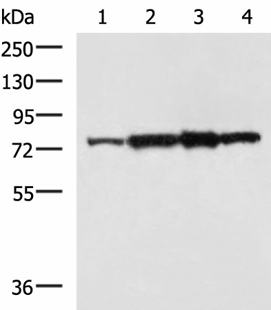 Валидация Elabscience E-AB-18214