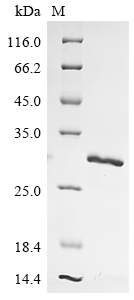 SDS-PAGE