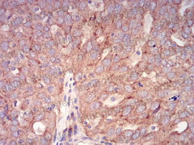 Валидация AntibodySystem RHN95502