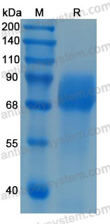 Валидация AntibodySystem AHC84301