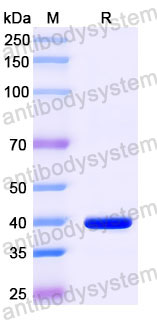 Валидация SDS-PAGE - AntibodySystem RGK07903