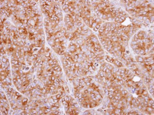 Валидация AssayVector ARM1589(1647)