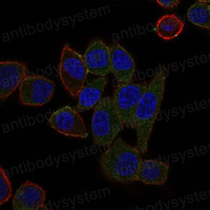 Валидация IF - AntibodySystem RHH49003